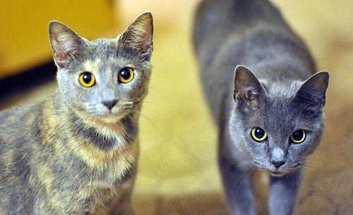 cats.jpg