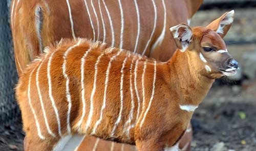 louisville_zoo_3.jpg